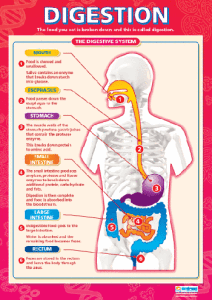 Digestion-01