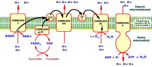 cadena respiratoria mitocondrial