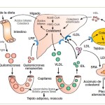 El colesterol es una sustancia indispensable en el organismo donde tiene muchas funciones incluyendo algunas relacionadas con la conservación de la masa muscular